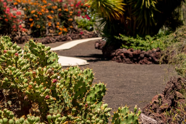 Sunny front yard landscaping ideas - drought-tolerant plants and rocks